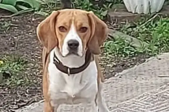 Собаки потеряшки, Омск, фото: Потеряшка собака, район Московка, Омск