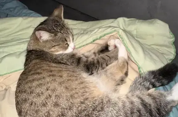 Найдена кошка, Ноябрьск, фото: Найдена кошка, Советская ул. 32А, Ноябрьск