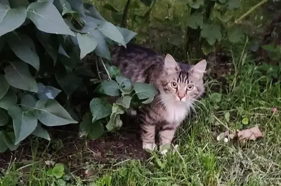 Кошка найдена: ул. Лихоборские Бугры, 4к1