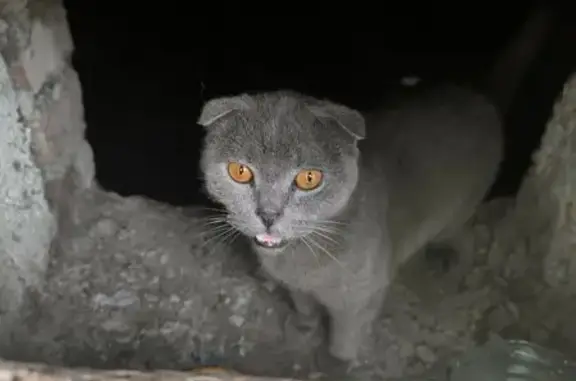 Найдена кошка, Смоленск, фото: Красивая кошка найдена: Ново-Чернушенский, 3