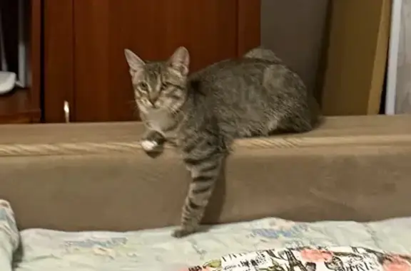 Кошки потеряшки, Торопец, фото: Потеряшка кошка, ул. Мусоргского, 53, Торопец