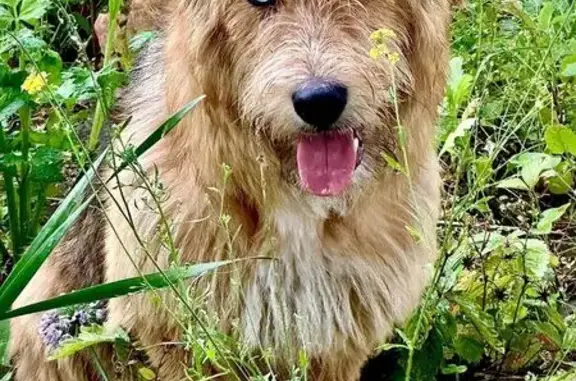 Найдена собака, , фото: Собака найдена в Тетеево, Татарстан