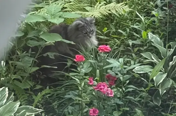 Кошка найдена: Ангарская ул., Москва