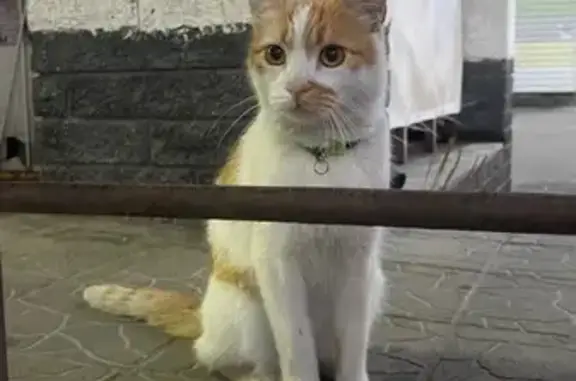 Кошка найдена у ТЦ Гагаринский, Н.Новгород