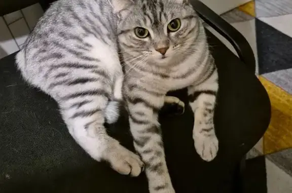 Кошки потеряшки, Тамбов, фото: Потеряшка кошка, ул. Бабарыкина, 50