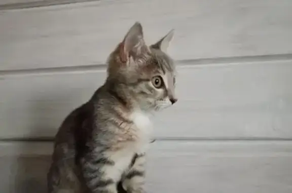 Кошка найдена на Мичурина, 16, Заволжье