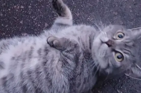 Кошка найдена: Ново-Советская 160, Брянск