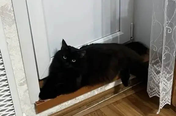 Кошки потеряшки, Уфа, фото: Потеряшка кошка, Орджоникидзе 7, Уфа