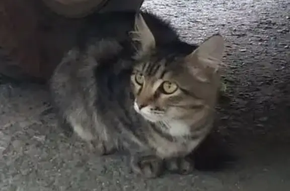 Кошка найдена, ул. Интернационалистов, Томск