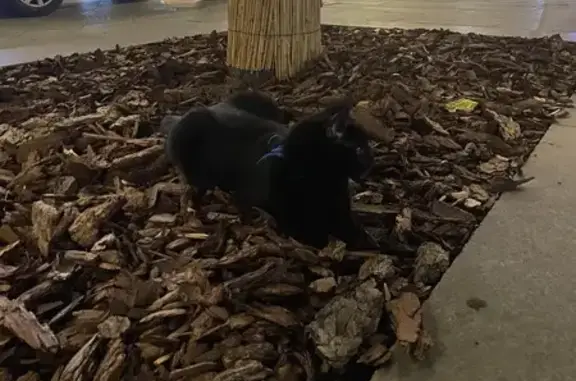 Кошка найдена: Лесная ул, 1/2, Москва