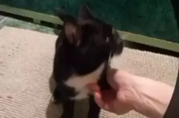 Найдена кошка, пр. Мира 27А, Томск