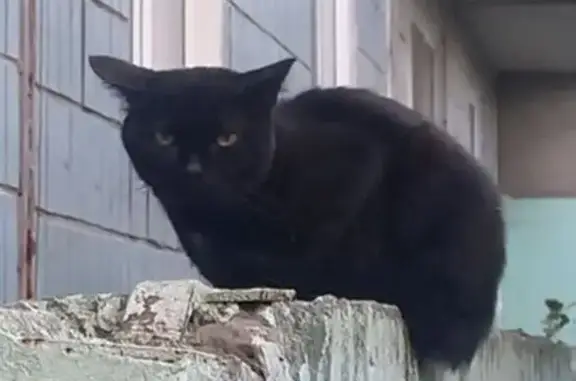 Найдена чёрная кошка, пр. Мира 29, Томск