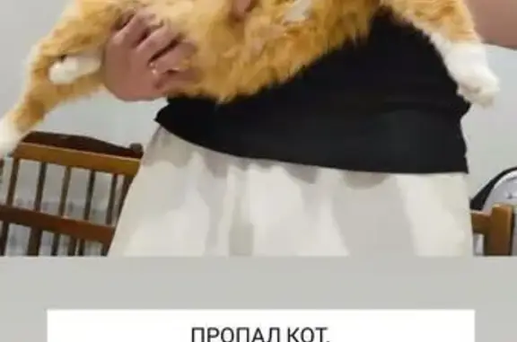 Кошки потеряшки, Гродно, фото: Потеряшка кошка, Врублевского 48, Гродно