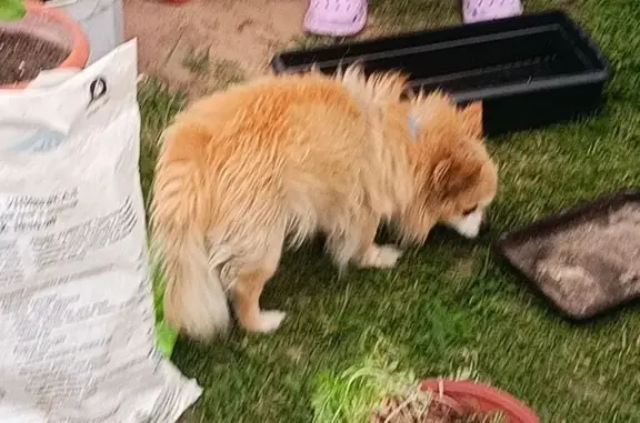 Собаки потеряшки, , фото: Потеряшка собака чихуахуа, МО