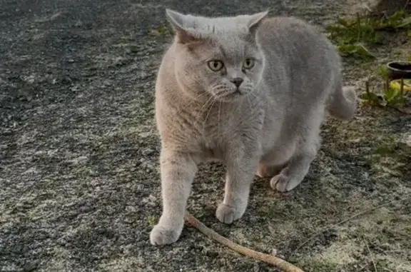 Пропала кошка в Деревянном, Карелия