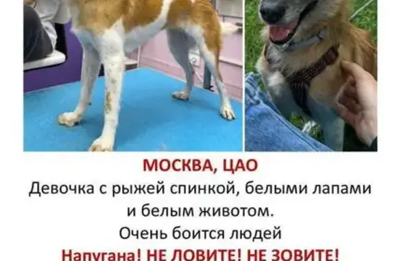 Собаки потеряшки, Москва, фото: Потеряшка собака, Басманный тупик, Москва