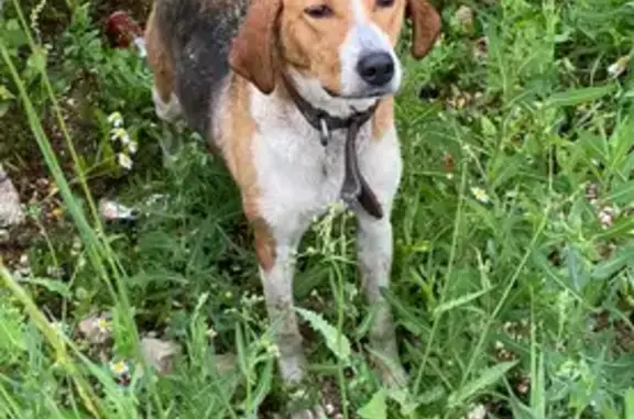 Найдена собака, , фото: Найдена собака у Лукойл, Р-241, 72 км