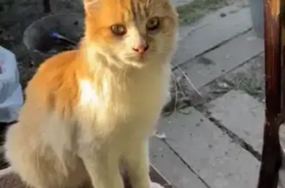 Кошки потеряшки, Новошахтинск, фото: Потеряшка кошка, ул. Ильича, Новошахтинск