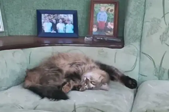 Пропала кошка в Клюшниково, Костромская обл.