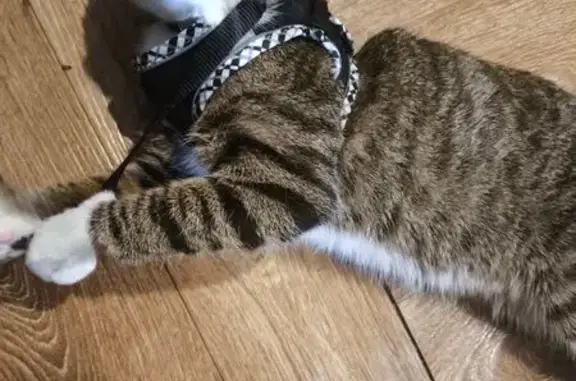 Кошки потеряшки, Хабаровск, фото: Потеряшка кошка, Шмаковский пер., 11, Хабаровск