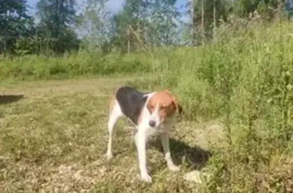 Собака найдена в Варваренках, Калужская обл.