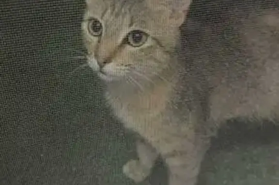 Найдена кошка, Ростов-на-Дону, фото: Кошка найдена: 7-й Рощинский пер., 24