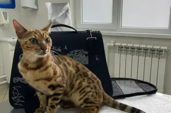 Найдена бенгальская кошка, Химки, Мичуринский 8