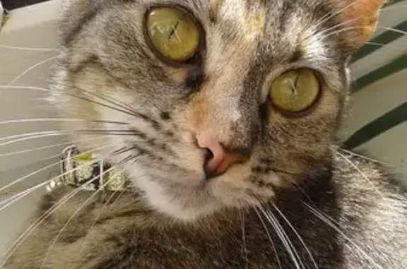 Кошки потеряшки, Мурманск, фото: Потеряшка кошка, ул. Аскольдовцев, 33