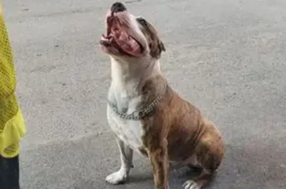 Найдена собака, Волгодонск, фото: Собака найдена у мясного павильона, Волгодонск