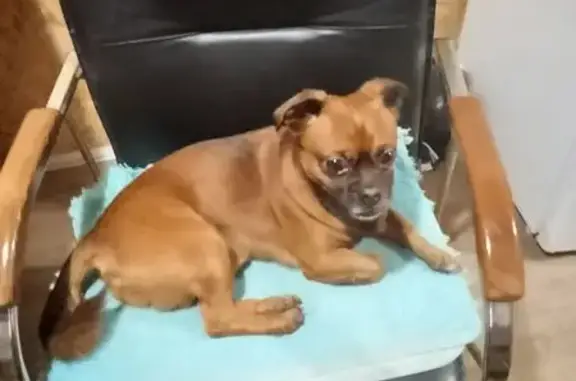 Собака найдена, Литовский Вал 21, К-град