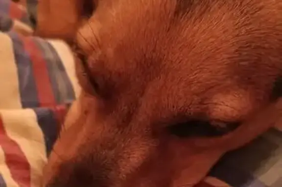 Собаки потеряшки, Жлобин, фото: Потеряшка собака, Первомайская 202, Жлобин