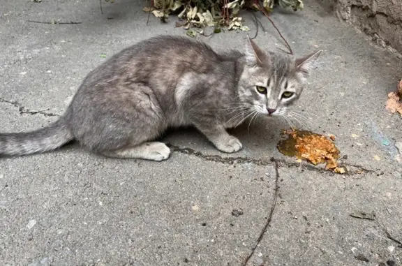 Найдена кошка, Волжский, фото: Кошка найдена, ул. Мира 74, Волжский