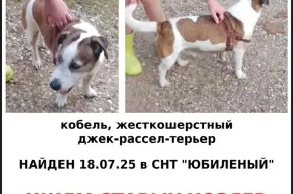 Найдена собака, Калуга, фото: Собака найдена: Старичков пер., 7, Калуга