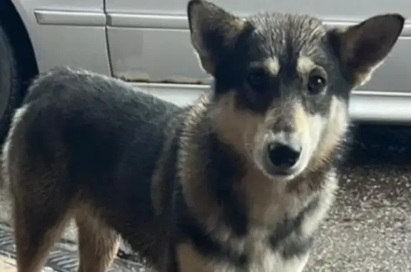 Собаки потеряшки, Калининград, фото: Потеряшка собака, Калининград, плац