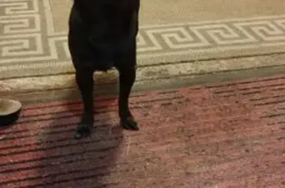 Найдена собака, Ленинградская область, фото: Собака найдена: Черкасово, Ленобласть