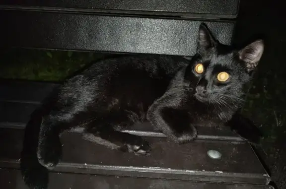 Кошка найдена: Есенинский бульвар, 3, Москва
