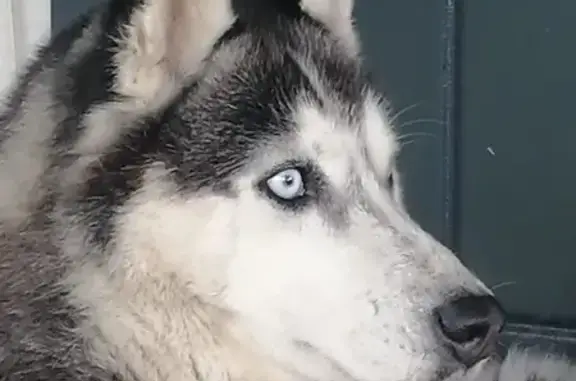 Хаски найден на ул. Матросова, Купавна