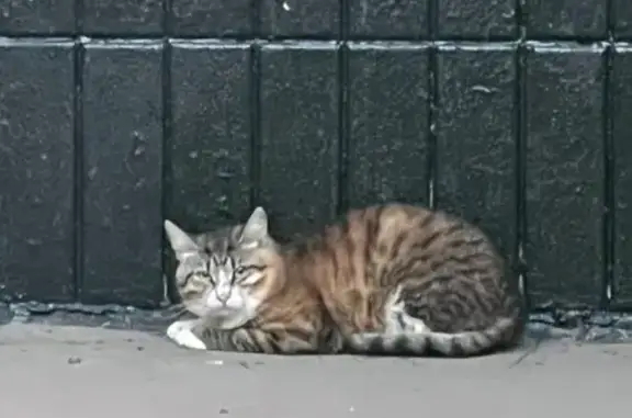 Кошка найдена, Братеевский пр., Москва