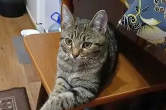 Кошки потеряшки, Нижневартовск, фото: Потеряшка кошка, ул. Ленина, 2, Нижневартовск