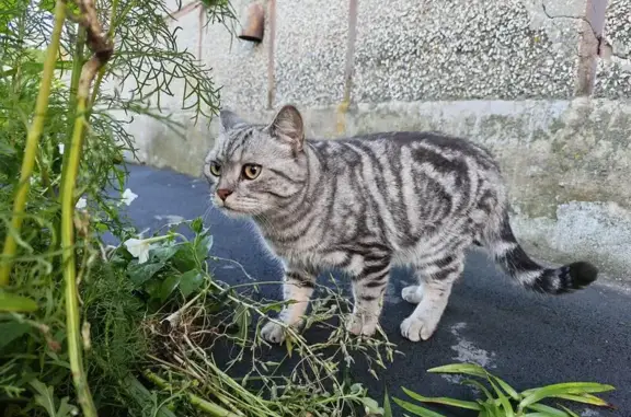 Найдена кошка, ул. Бурзянцева 24, Оренбург