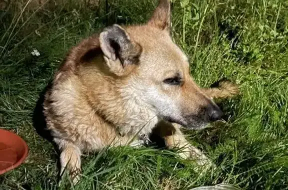 Найдена собака, Тверская область, фото: Собака найдена в районе Ширяково, Тверь