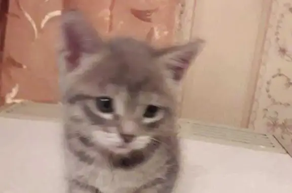 Пропала кошка, Ташлы-Елга, Татарстан