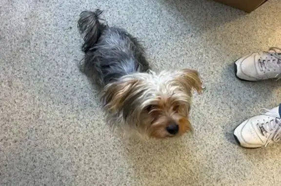 Найдена собака, Ангарск, фото: Йорк найден на ул. Горького в Ангарске