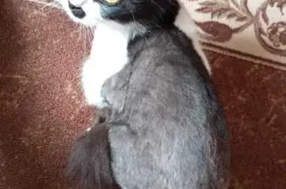 Потерянные животные Якутск, фото: Пропала кошка, ул. Рассветная, Якутск