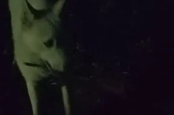 Лайка найдена на Пушкинской 261, Ижевск