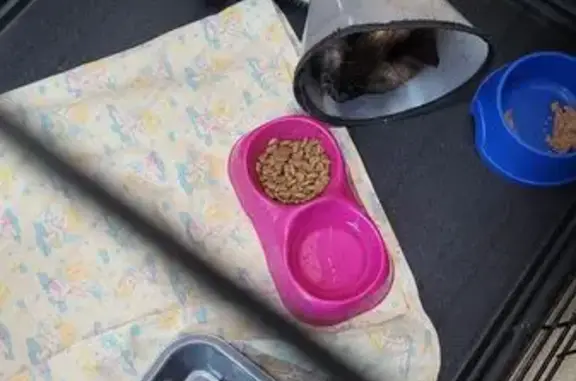 Найдена сиамская кошка, Кызыльская 16А