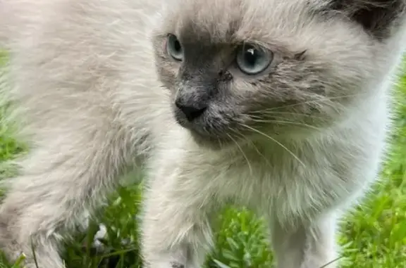 Найдена кошка, Полевской, фото: Тайская кошка найдена на Ленина, 37