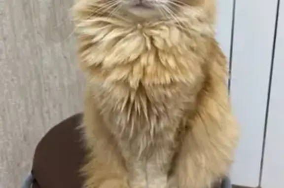 Кошки потеряшки, Елабуга, фото: Потеряшка кошка, ул. Спирькова, 121, Елабуга