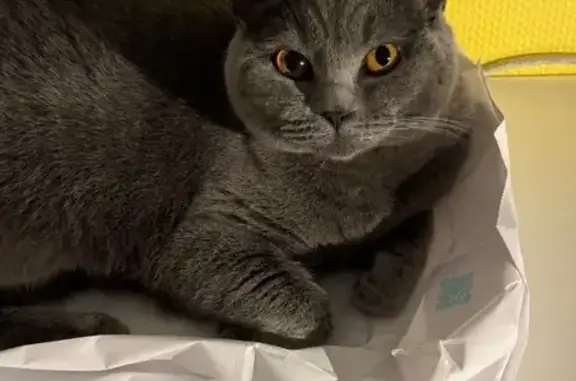 Кошки потеряшки, Сочи, фото: Потеряшка кошка, Параллельная ул, 9, Сочи