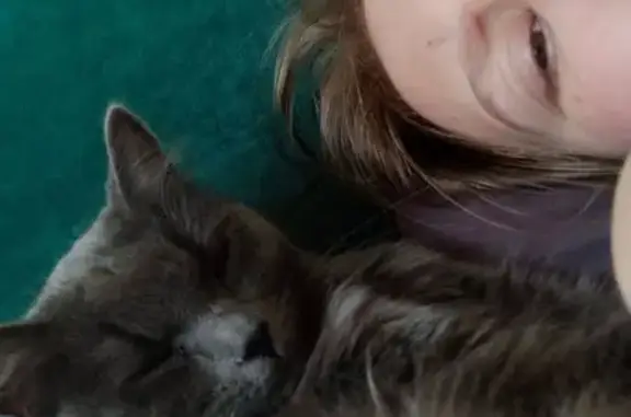 Кошки потеряшки, Петрозаводск, фото: Потеряшка кошка, ул. Ровио 28, Петрозаводск